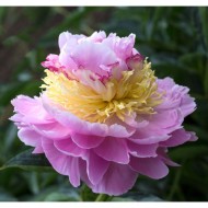 Пион Paeonia Lavon
